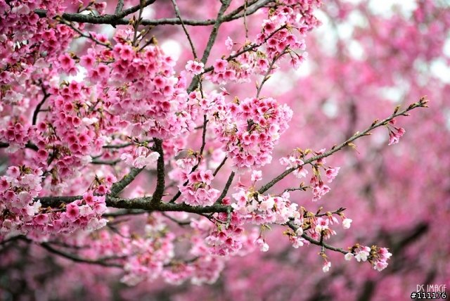 陽明山櫻花
