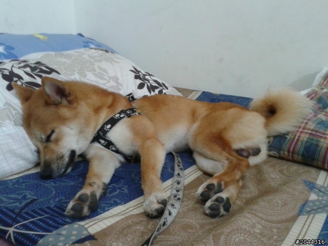 竹北公柴犬協尋