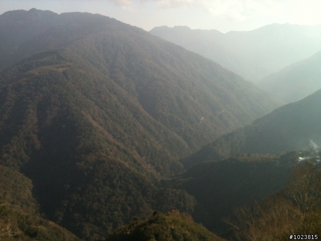 拉拉山賞櫻去