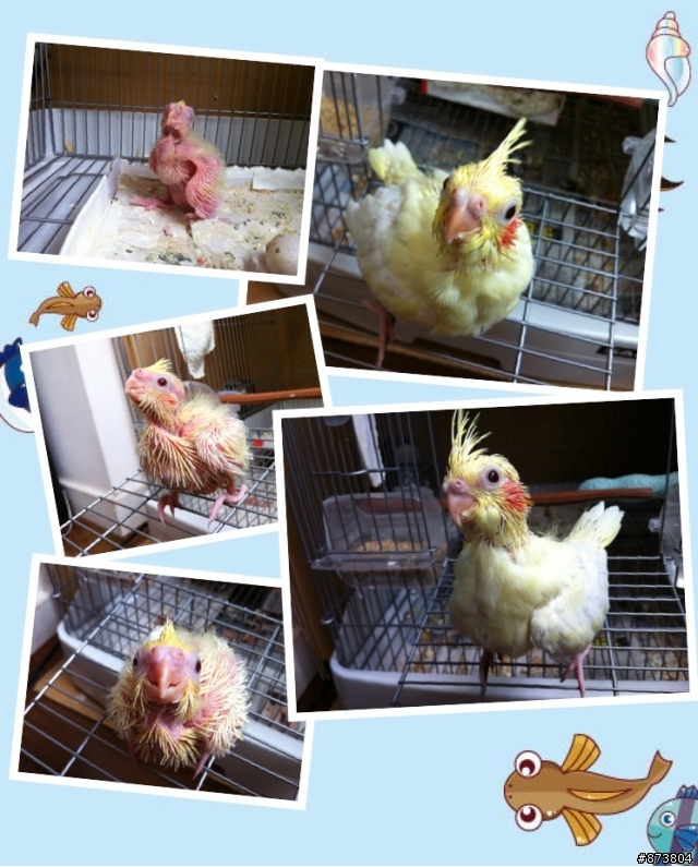 奇蹟:我家的玄鳳-5寶失而復得! 感謝龍興派出所