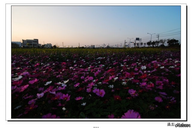 當老D80遇到路邊花....