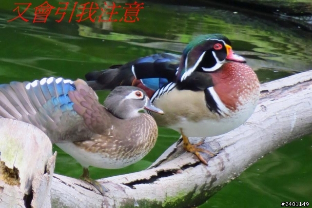SX50HS 長炮拍攝  照片連環圖