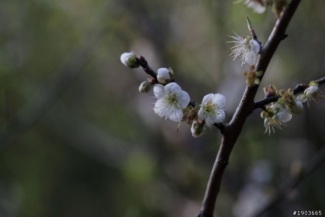 分享 Canon EF 100mm F2.8 L IS USM
