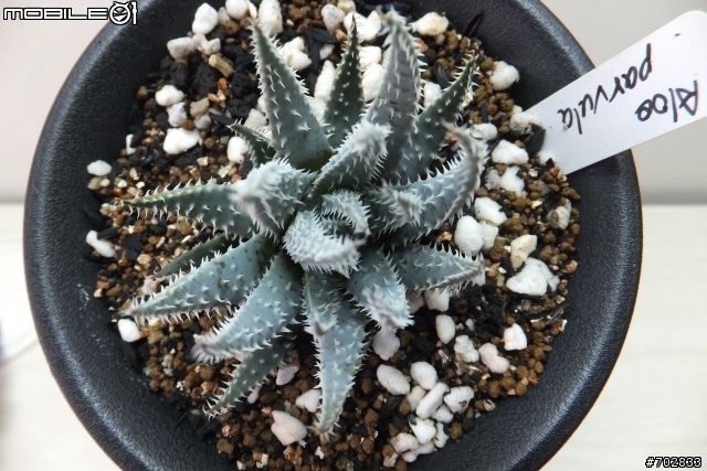 蘆薈(Aloe)
