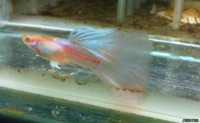 孔雀魚藍禮白子緞帶