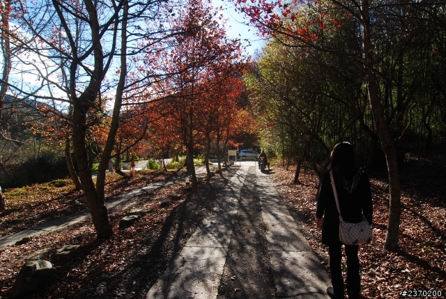 色彩繽紛武陵農場