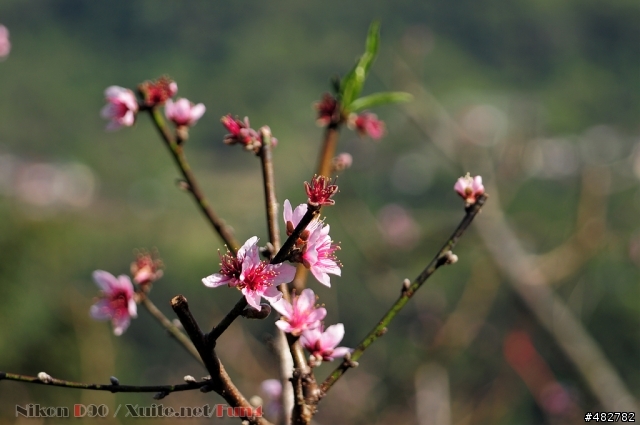 高雄那瑪夏(三民鄉)至阿里山山路