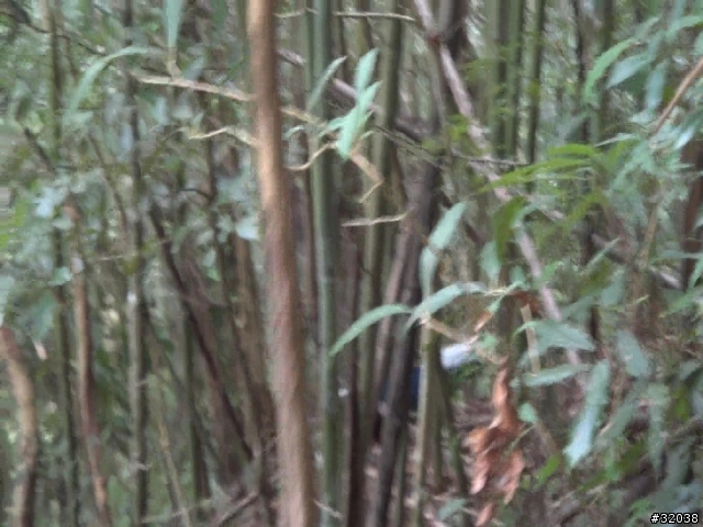 這是藍腹鷴嗎?