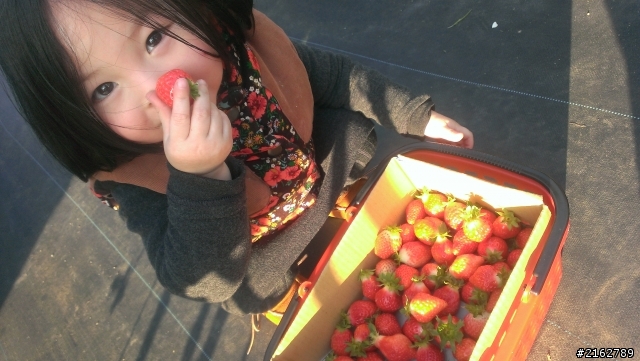 蝴蝶與女兒們的際遇