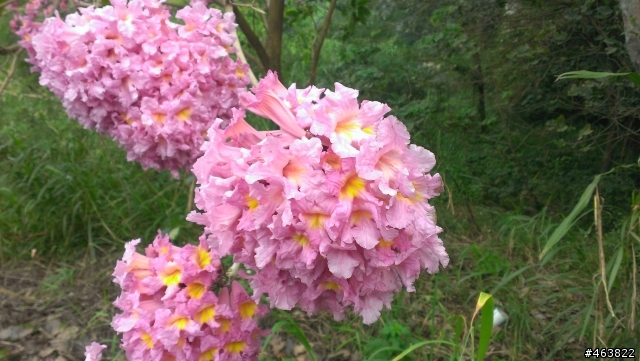 請問這是什麼樹開的花?
