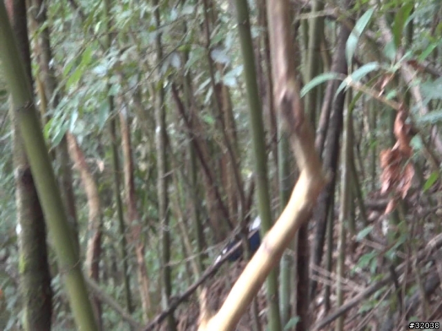 這是藍腹鷴嗎?