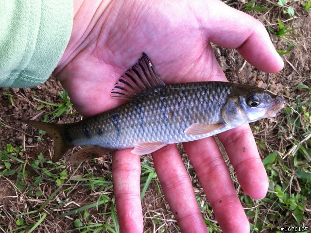 冬天是溪釣的好季節~