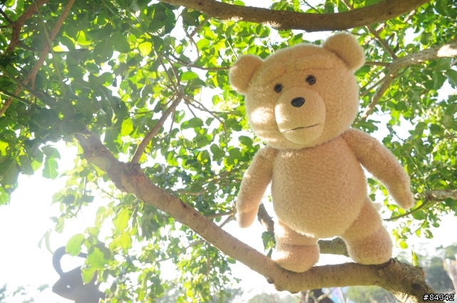 TED (圖多)