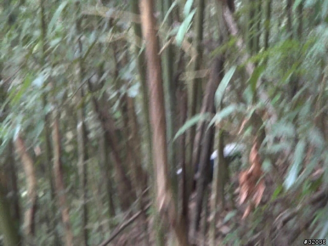 這是藍腹鷴嗎?