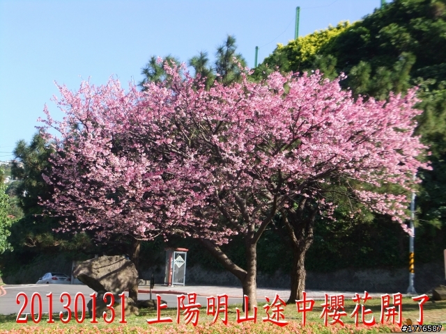 20130131  2013台北茶花展及平菁街42巷賞櫻之旅