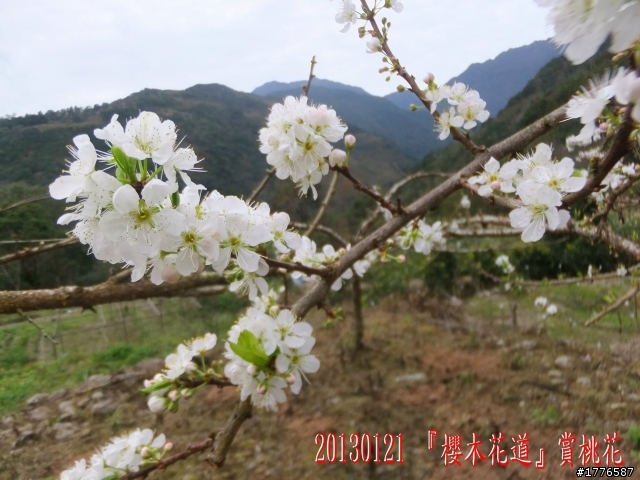 20130121  烏來福山賞櫻之旅