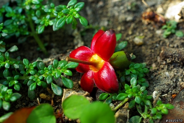 K10D + DA 35mm f2.8 macro....更新中