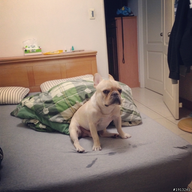 我是法國鬥牛犬~我是Whiskey (經驗分享)