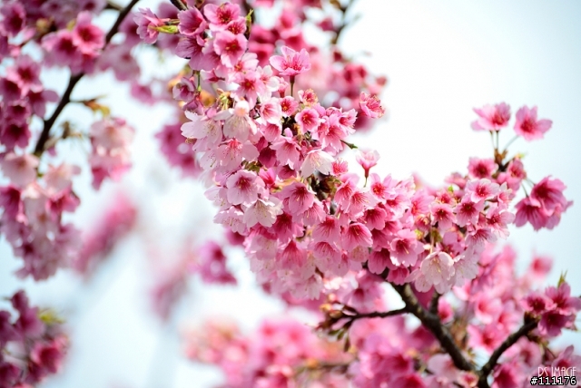 陽明山櫻花