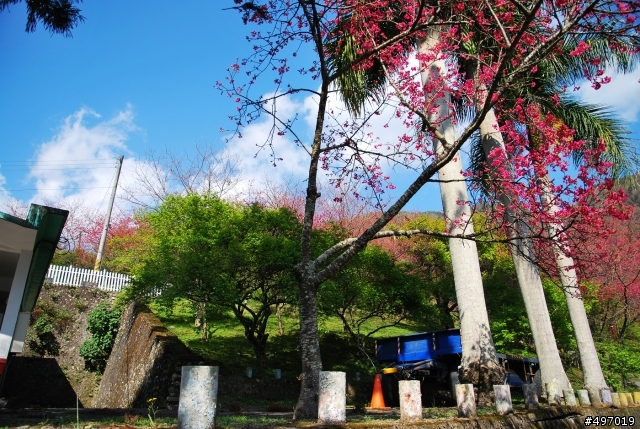 緋櫻 . 初春調色盤 * 南投 . 萬大電廠 ( 日式宿舍 )