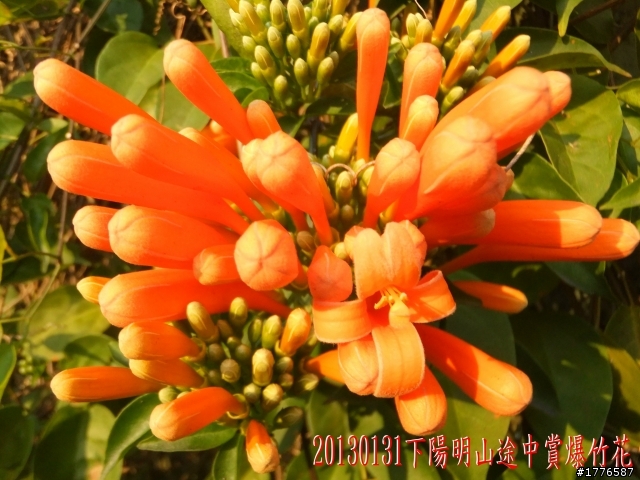 20130131  2013台北茶花展及平菁街42巷賞櫻之旅
