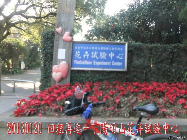 20130120  圓山2013台北花卉展 陽明山菁山路賞櫻之旅