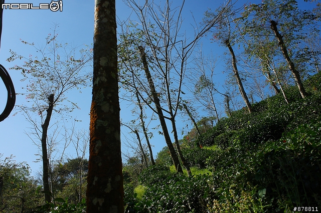重回梅嶺-102年梅峰古道vs梅龍步道綻放的梅花與櫻花