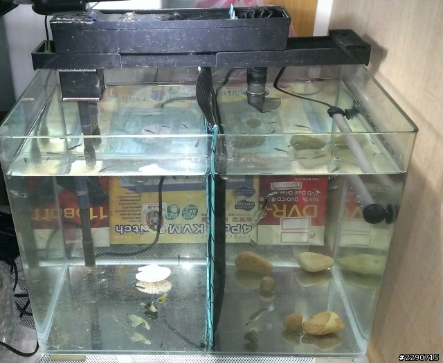 我的孔雀魚裸缸 最近魚便便很快變成沙狀，是硝化菌的原因嗎?