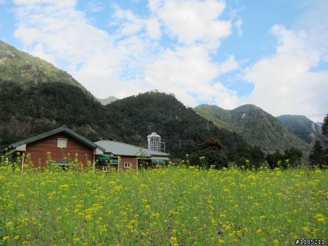 2013.02新社、松鶴、谷關尋花記