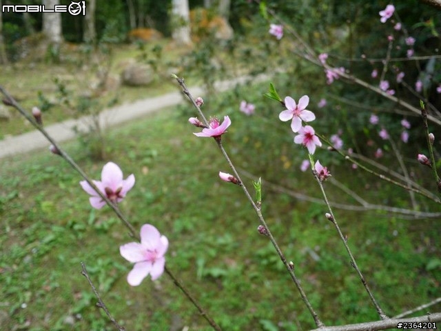 鬱見好心情~2013/1/28桃源仙谷鬱金香花況