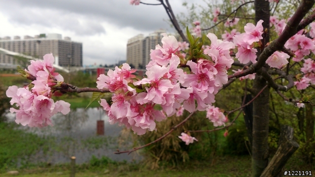櫻花in陽光運動園區  by  Xperia  TX