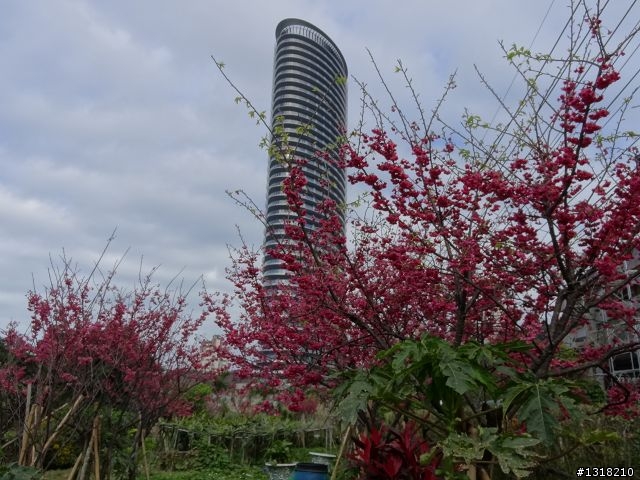 親子旅遊-新春台北自由行(5)-櫻花百拉卡