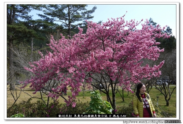  2/22武陵櫻花花況，管制與遊園詳情
