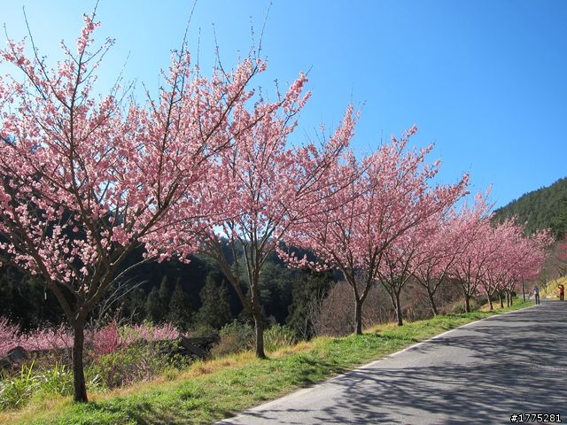 一日雙北加武陵農場櫻花行~