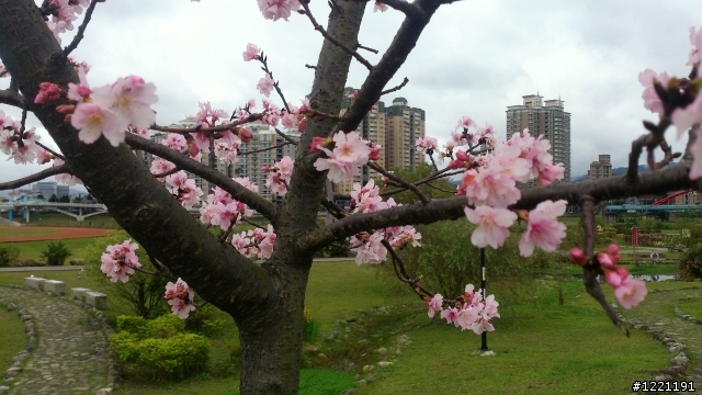 櫻花in陽光運動園區  by  Xperia  TX