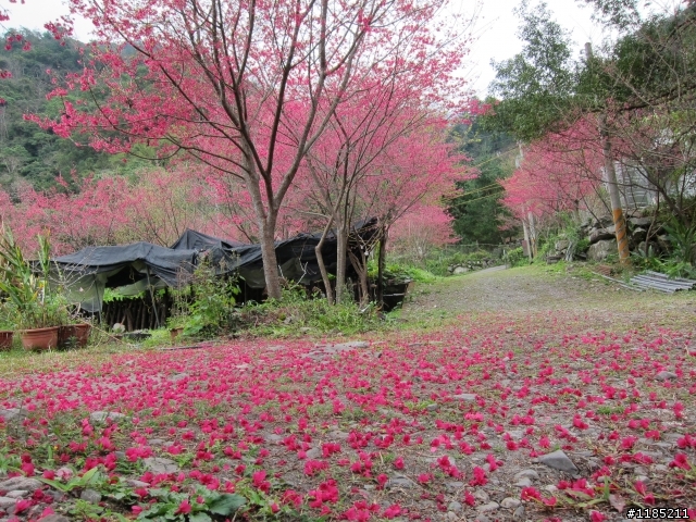 2013.02新社、松鶴、谷關尋花記