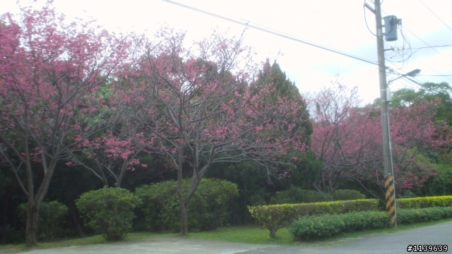 看sakura不必去YMS-2