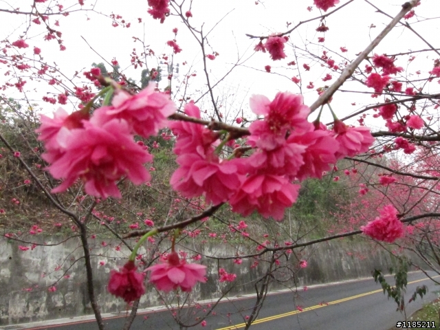 2013.02新社、松鶴、谷關尋花記