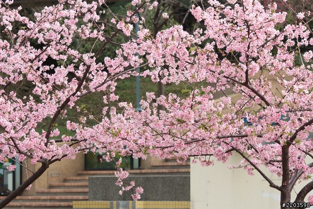 Canon EF 135mm F2.0 L USM 試拍文(新竹公園河津櫻)