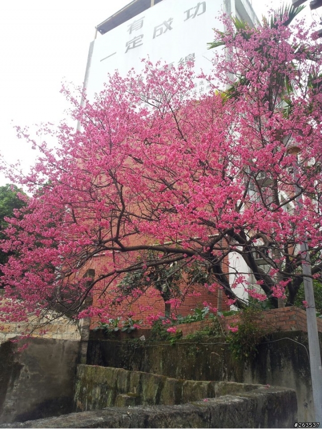 台北市北投區奇岩新社區近照