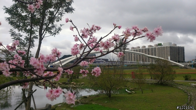 櫻花in陽光運動園區  by  Xperia  TX