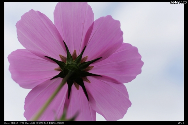 24-70mm f/4L IS USM 蓋大樓 !