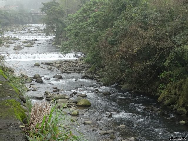 親子旅遊-新春台北自由行(5)-櫻花百拉卡