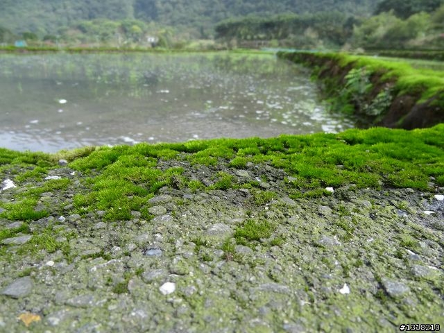 親子旅遊-新春台北自由行(5)-櫻花百拉卡