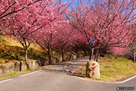 2013-02-10初春武陵紅粉佳人-滿開（花況）
