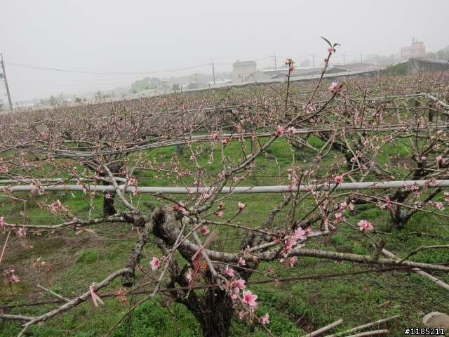 2013.02新社、松鶴、谷關尋花記