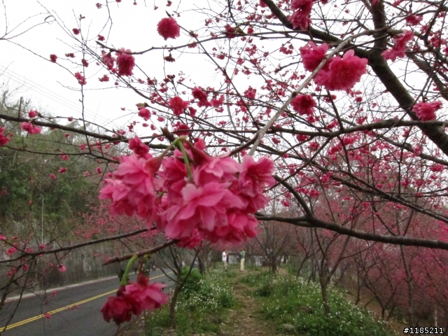 2013.02新社、松鶴、谷關尋花記