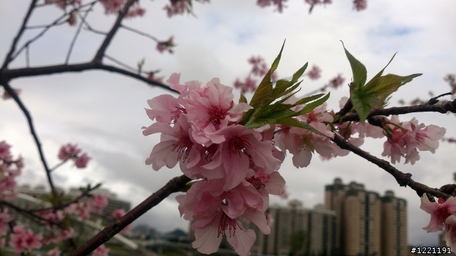 櫻花in陽光運動園區  by  Xperia  TX