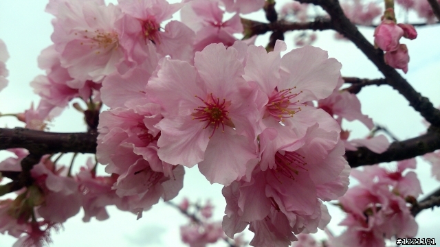 櫻花in陽光運動園區  by  Xperia  TX