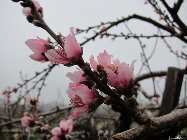 2013.02新社、松鶴、谷關尋花記